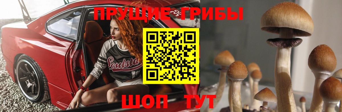 Псилоцибиновые грибы Psilocybe  Вход с VPN  наркотики  Лесной  Галлюциногенные грибы Magic Shrooms 